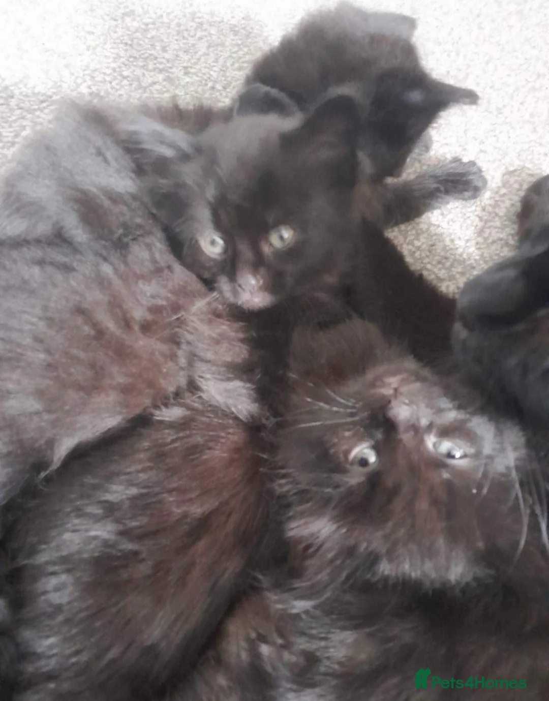 British Shorthair cats for sale: 2 female black kittens  in Bristol - Advert 2