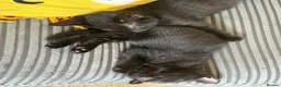 Mixed Breed cats for sale: 5 kittens  - Advert 3