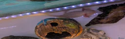 Axolotl reptiles for sale: Axolotl - Advert 2