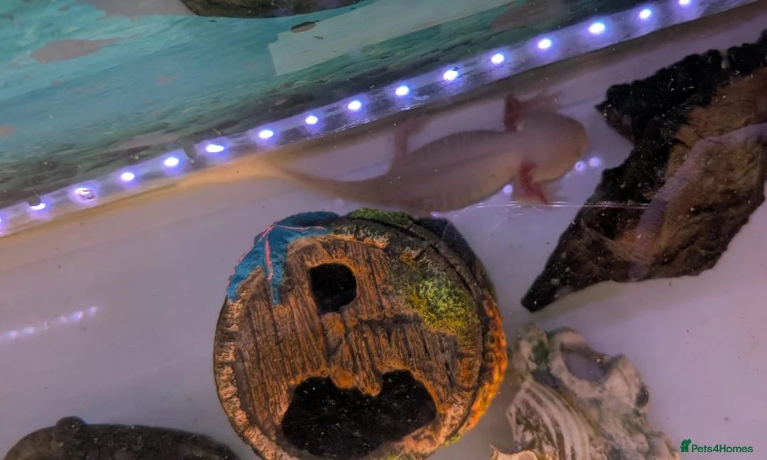 Axolotl reptiles for sale: Axolotl - Advert 2