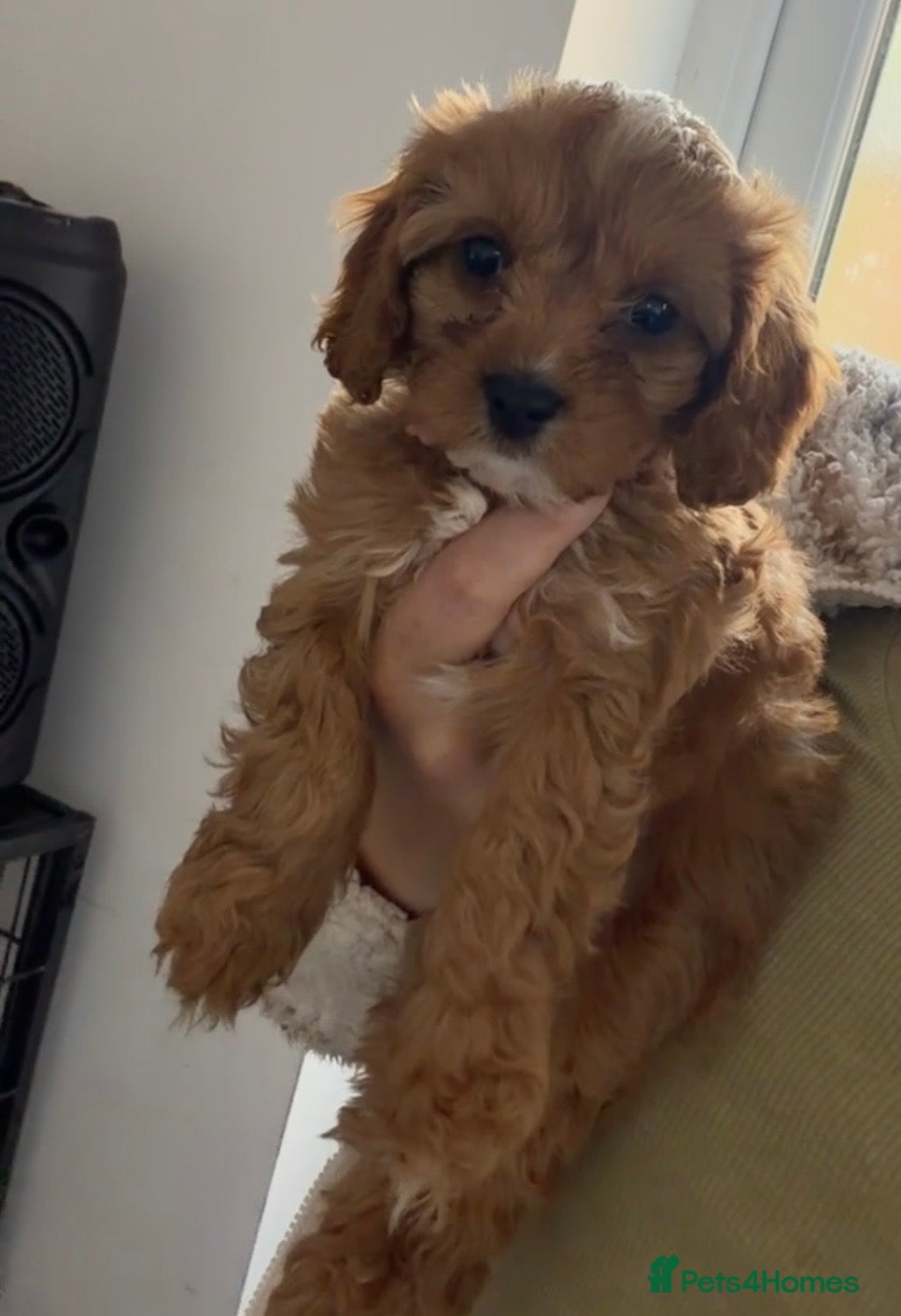 Cavapoo dogs READY NOW F1’S & 🥰dna health clear parents,💙🩷  - Advert 1