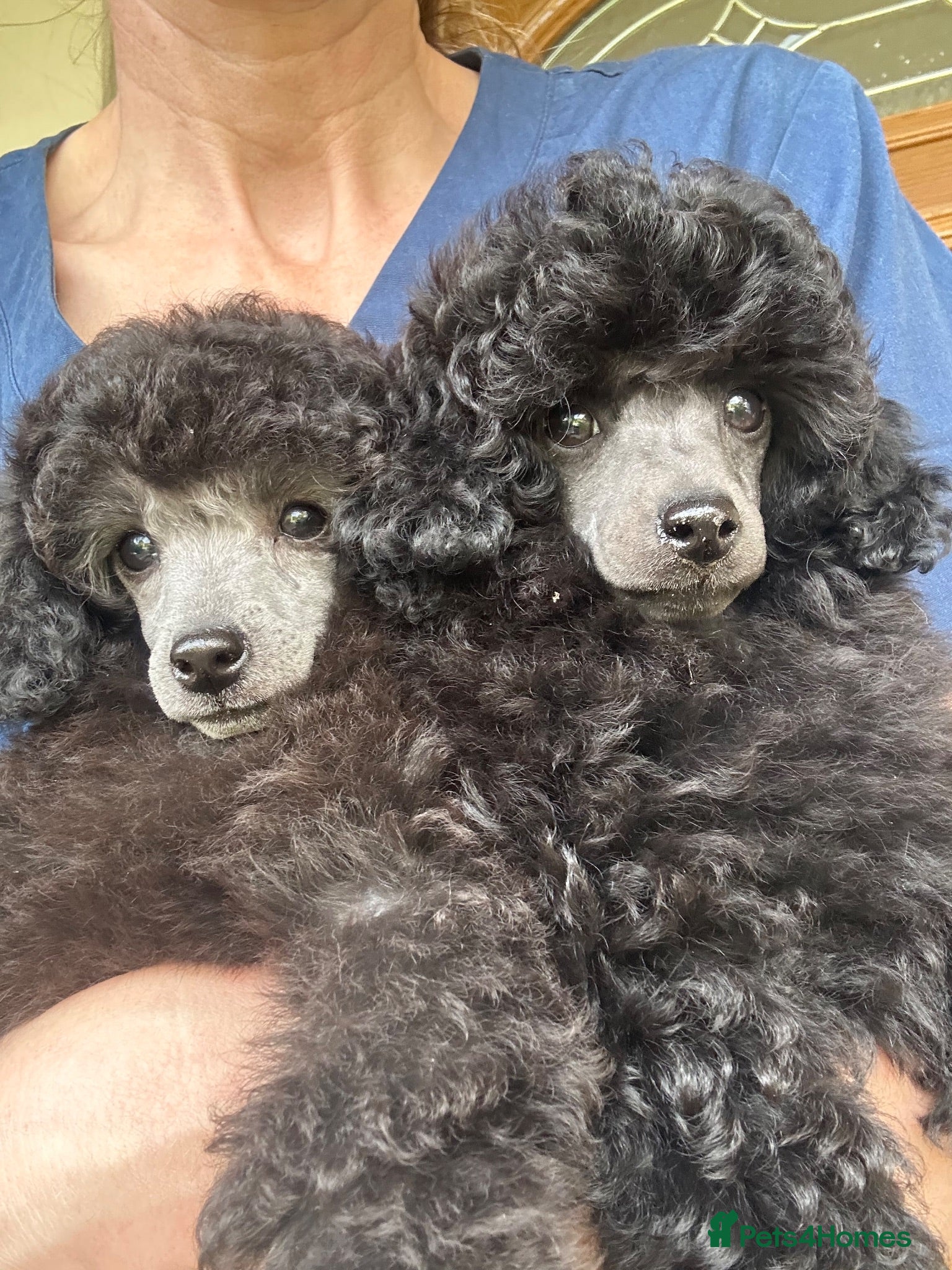 Toy Poodle dogs TOY POODLE PUPPIES, KC REG, PRA CLEAR, SILVER,BLUE - Advert 4
