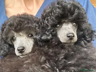Toy Poodle dogs TOY POODLE PUPPIES, KC REG, PRA CLEAR, SILVER,BLUE - Advert 1