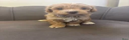 Poochon dogs for sale: Stunning Poochon Pups - Advert 21