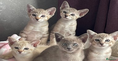 Tonkinese cats - Advert 3
