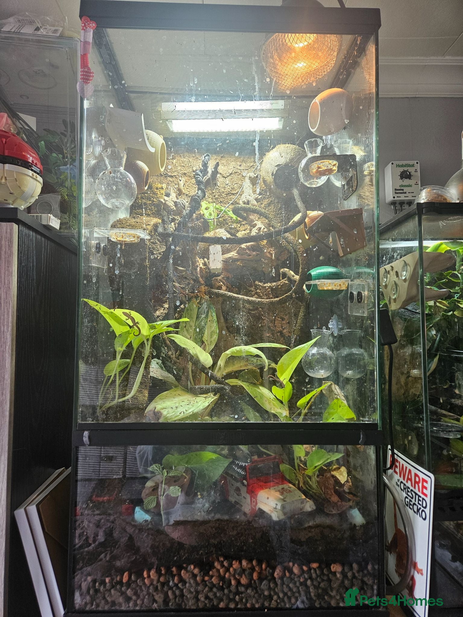 Gecko reptiles Mourning gecko set up - Advert 2