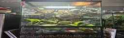Gecko reptiles for sale: Mourning gecko set up - Advert 2
