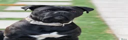 Cane Corso dogs for sale: Tyson  - Advert 2