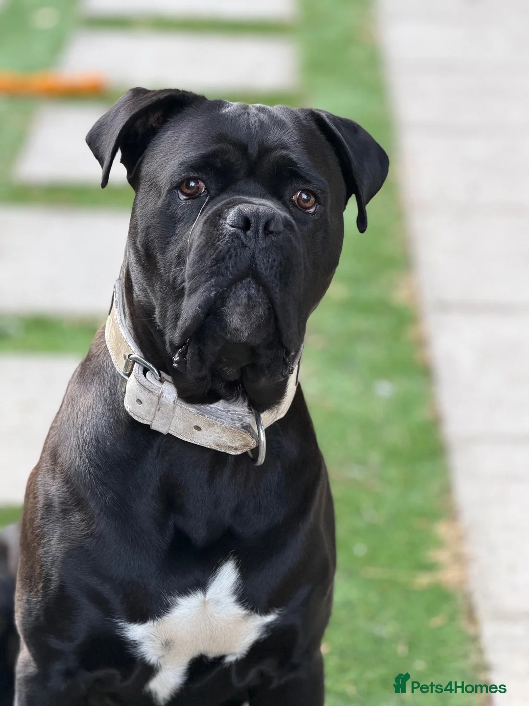 Cane Corso dogs for sale: Tyson  - Advert 2