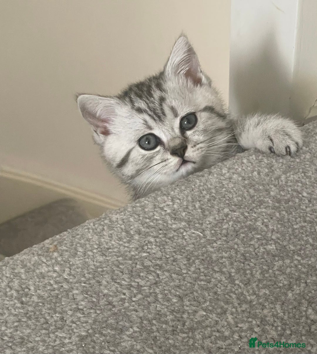 British Shorthair cats for sale: Three Precious Kittens - all 3 reserved  - Image 7