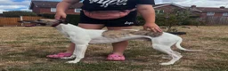 Whippet dogs for stud: Amazing parti colour whippet stud. in Norwich - Advert 2