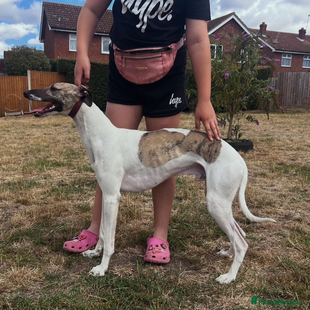 Whippet dogs for stud: Amazing parti colour whippet stud. in Norwich - Advert 2