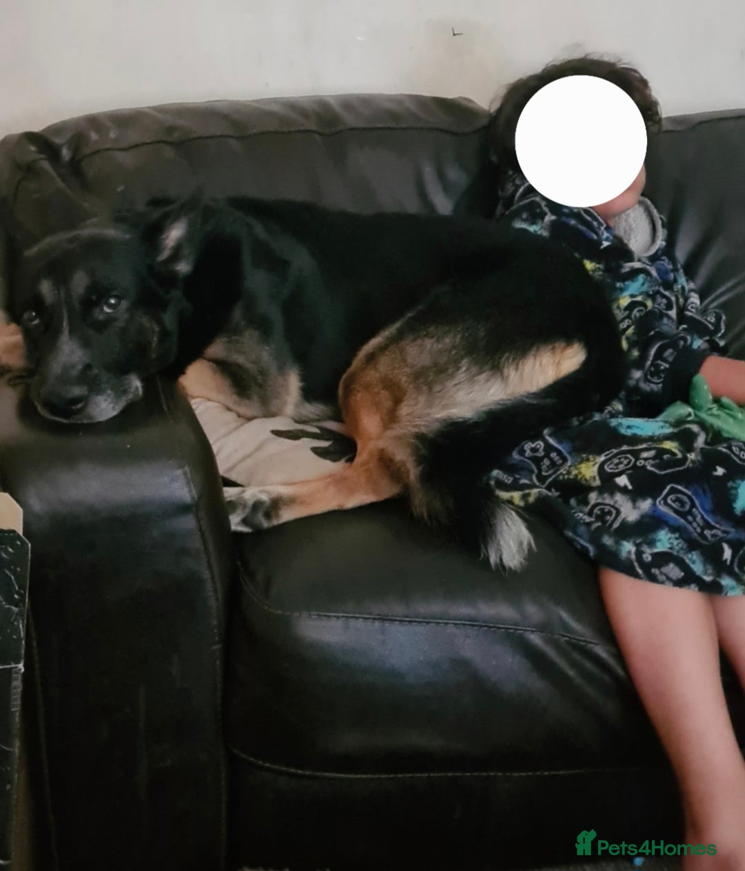 German Shepherd dogs for sale: Gsd x Rottweiler x Deerhound - Marley 💕 - Advert 8