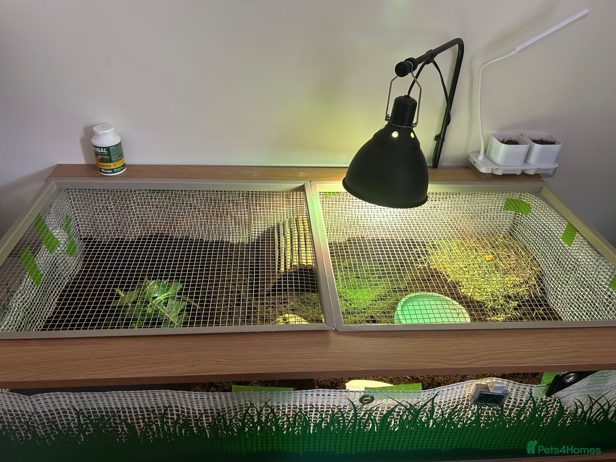 Hermann Tortoise reptiles for sale: 6 year old female Hermann tortoise  - Advert 3