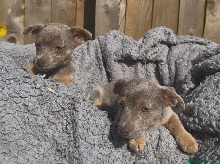 Jack Russell dogs Lilac and tan Jack Russell Boys - Advert 2