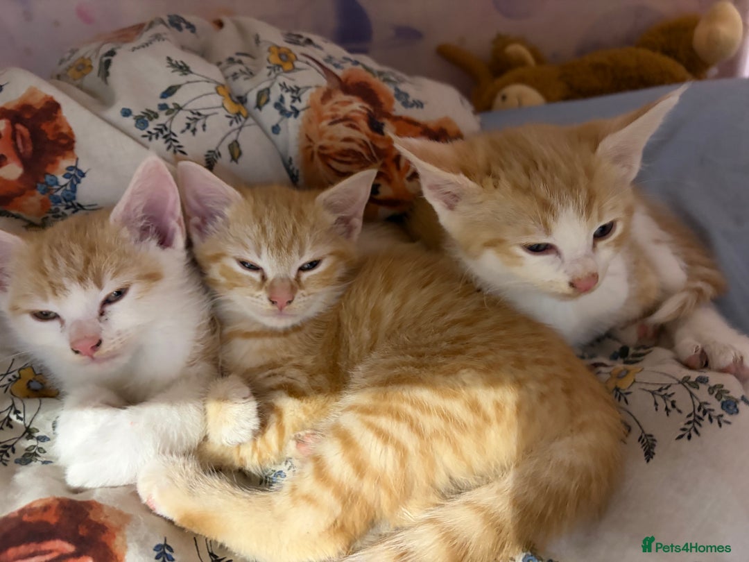 Mixed Breed cats for sale: 3 ginger and white kittens  - Advert 1