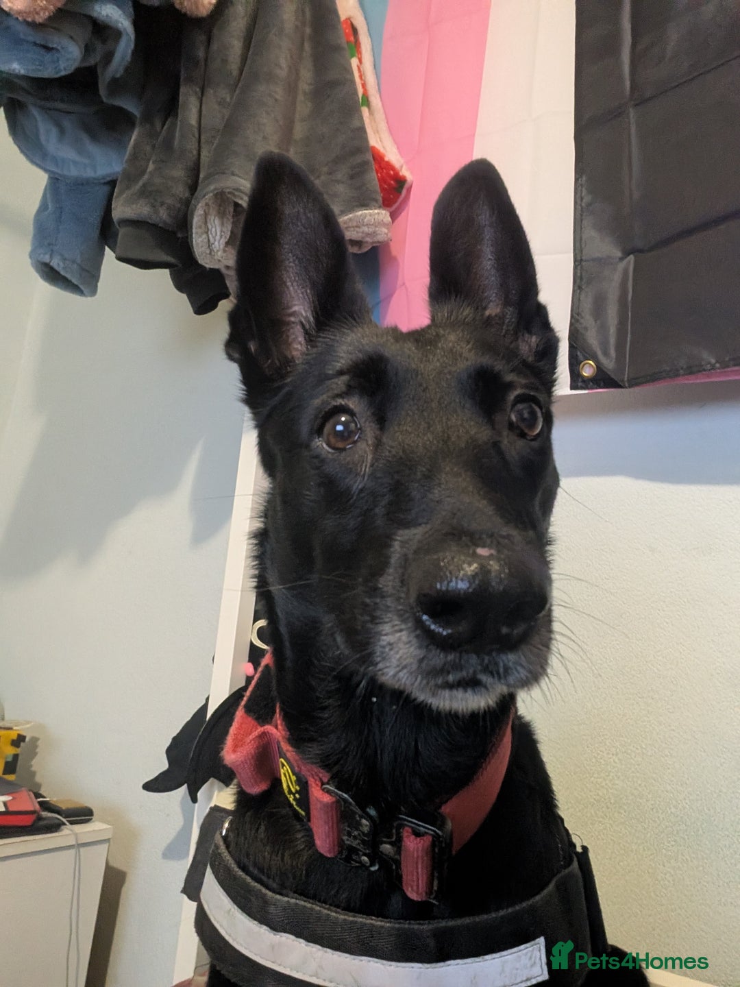 Belgian Shepherd Dog dogs for sale: Storm  - Advert 3