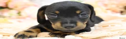Miniature Dachshund dogs for sale: Miniature Dachshund Puppies - Advert 18