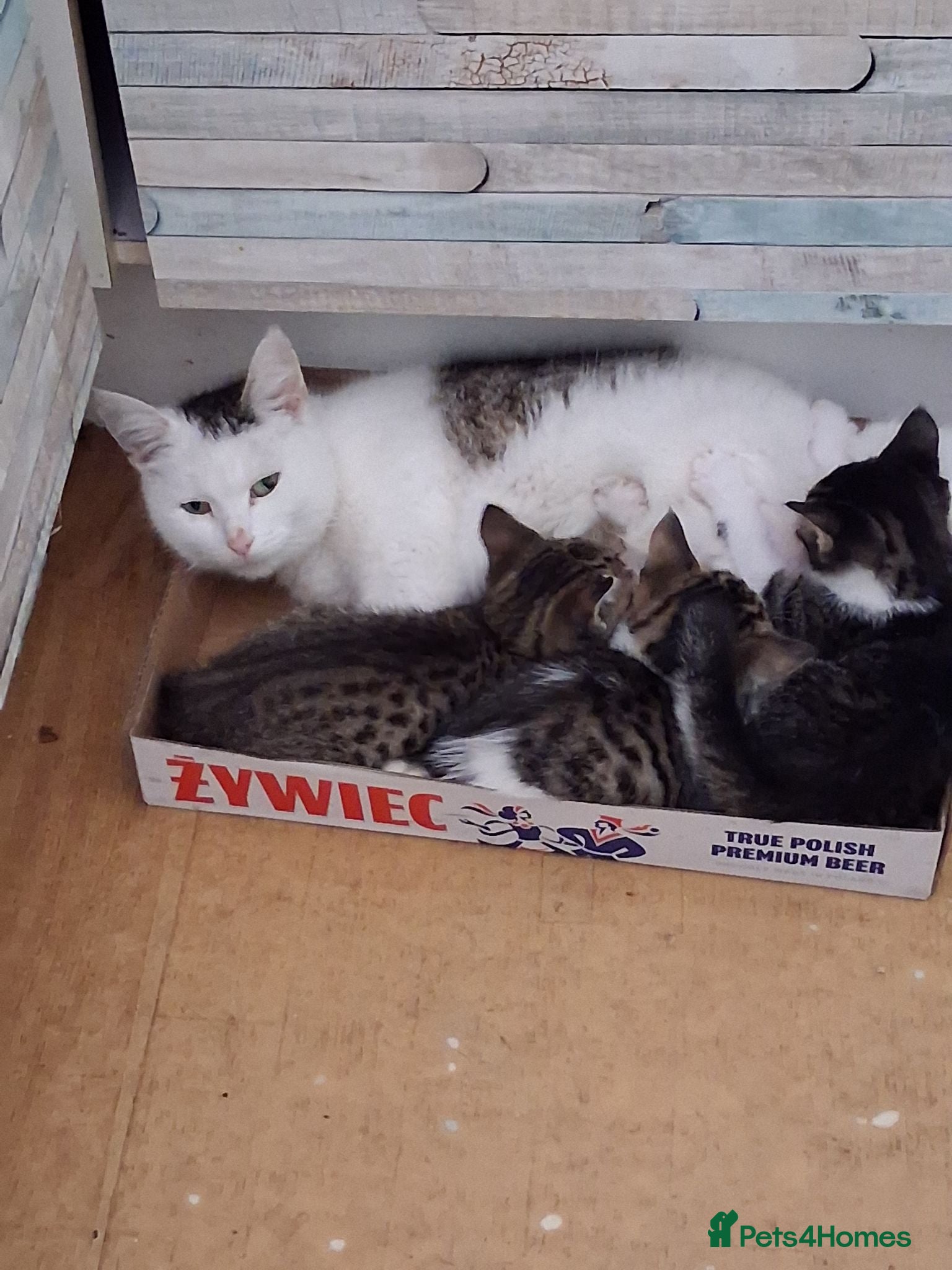 Mixed Breed cats Cute one boy left - Advert 2