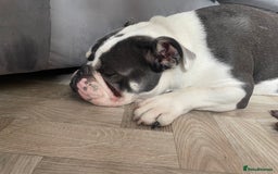 English Bulldog dogs for sale: Bulldog  - Image 1