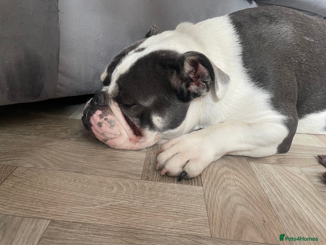 English Bulldog dogs for sale: Bulldog  - Image 1