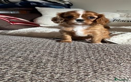 Cavalier King Charles Spaniel dogs for sale: HEALTH TESTED KC REG low co eff cavalier puppies - Image 4