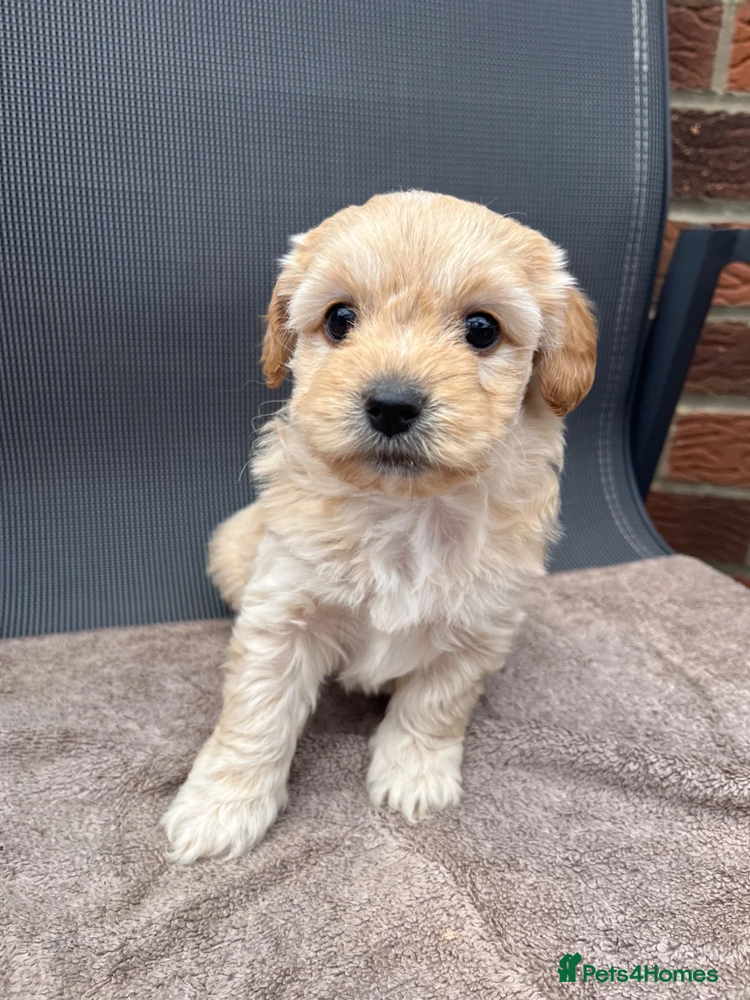 Cavapoo dogs for sale: Beautiful Cavapoo puppies  - Advert 1