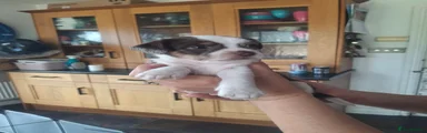 Chorkie 2