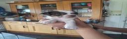 Chorkie dogs for sale: Chorkie puppies 🐶  - Advert 3