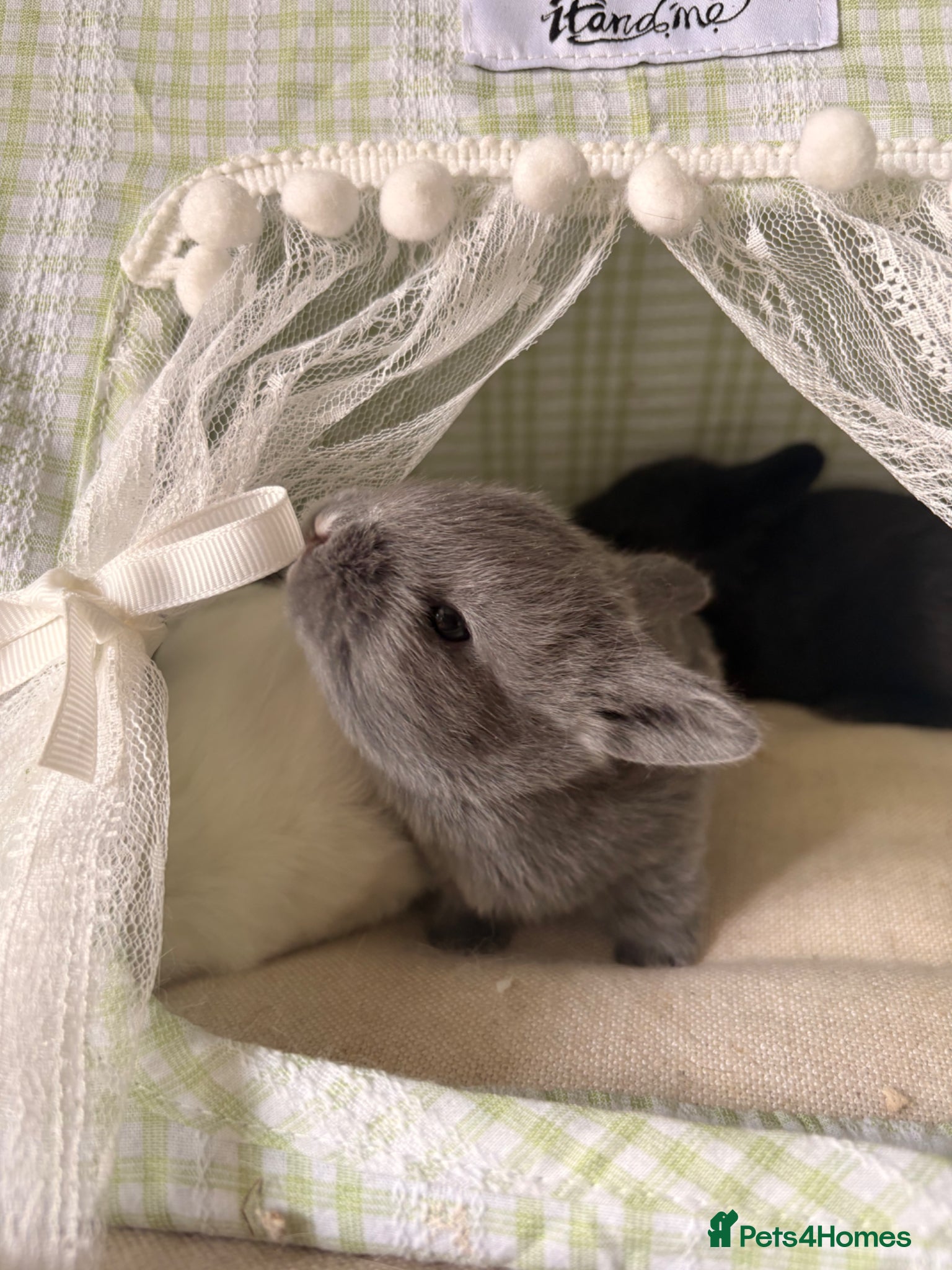 English rabbits 5 beautiful baby bunnies🐰  - Advert 2