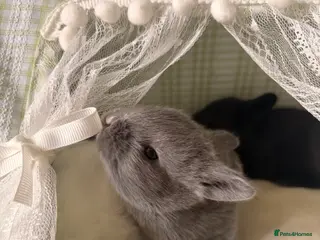 English rabbits 5 beautiful baby bunnies🐰 - Advert 2