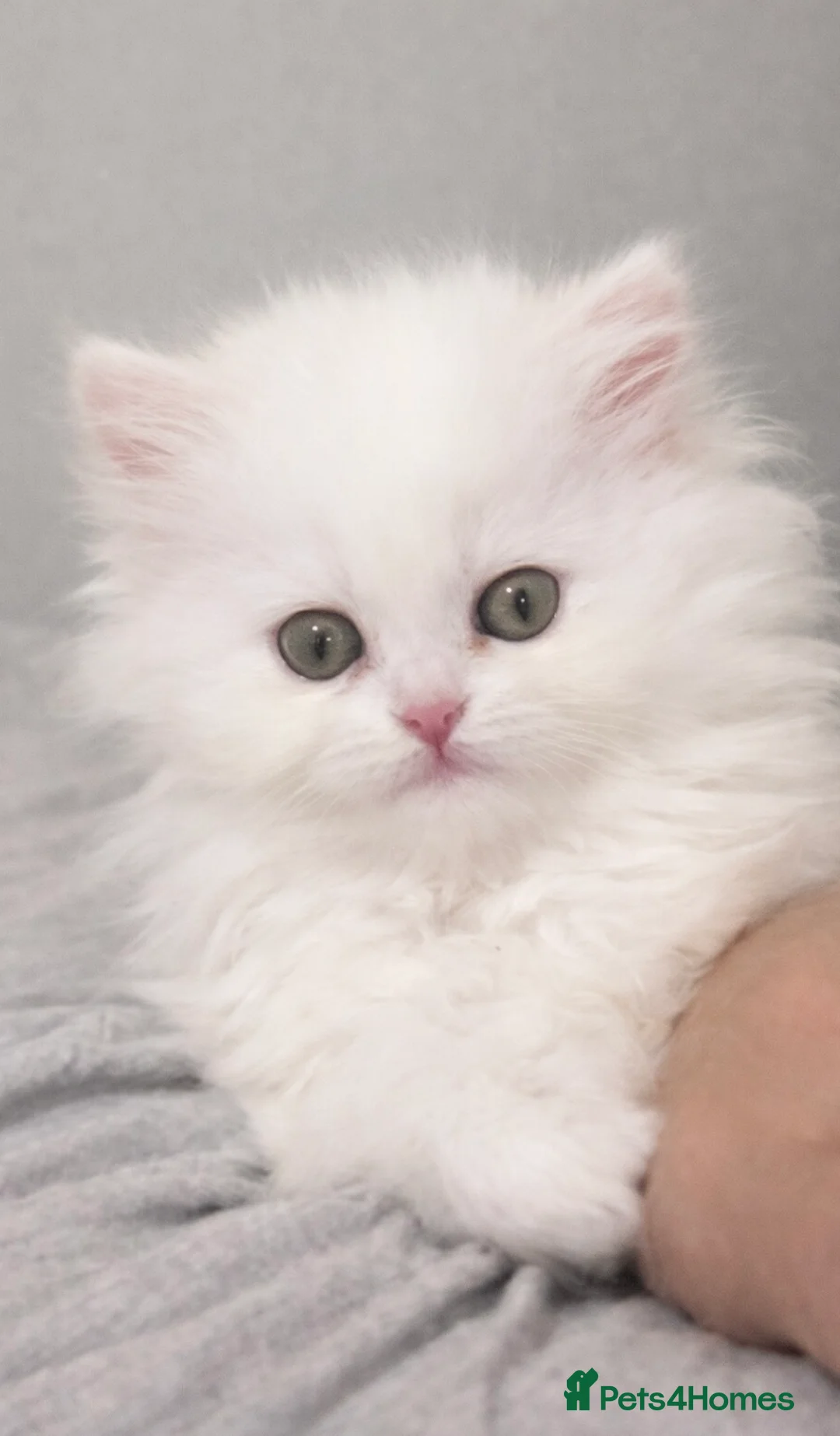 Persian cats for sale: Beautiful White Persian Kitten Fully Vaccinated - Advert 11