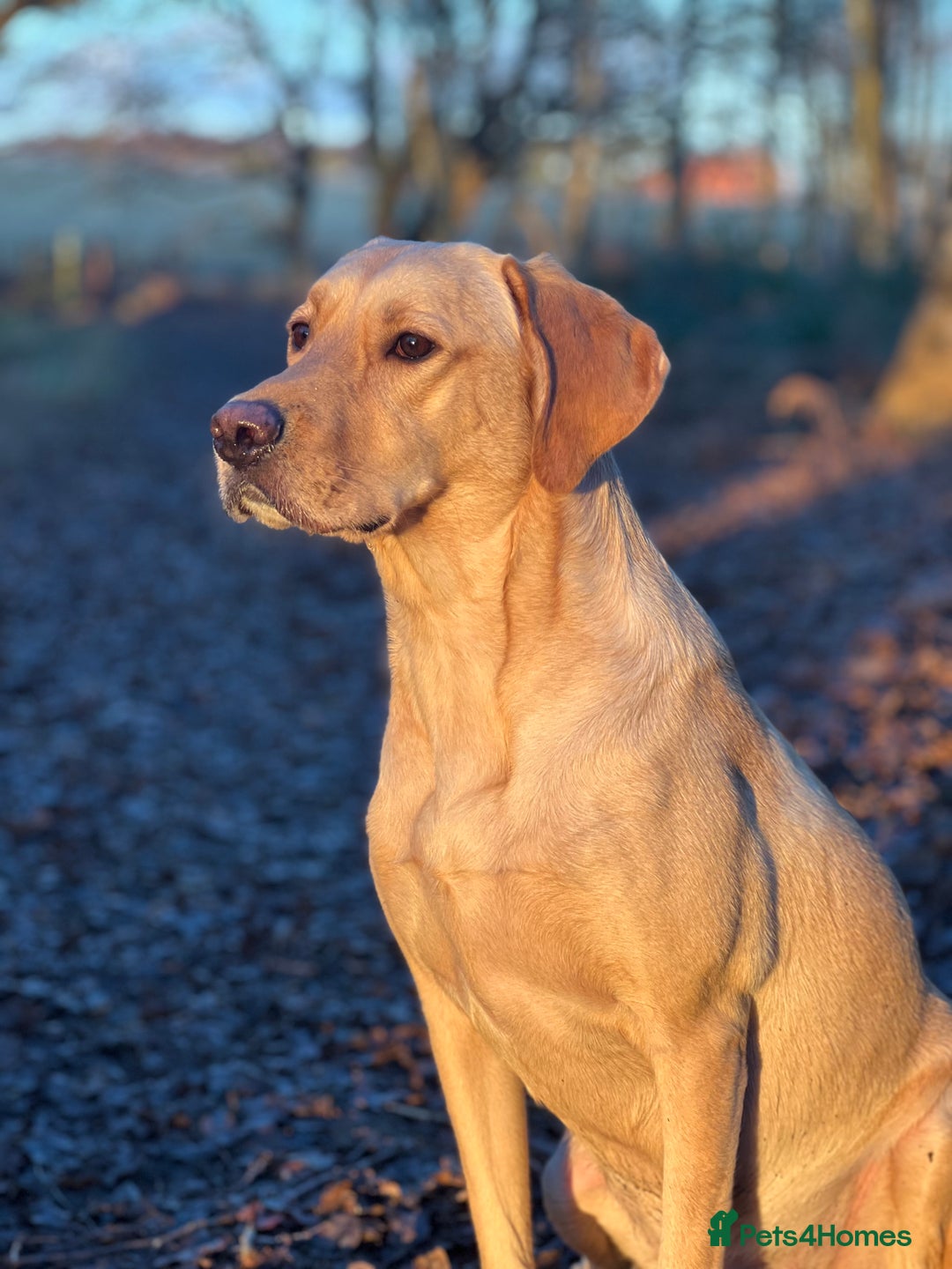 Labrador Retriever dogs for sale: Sensitive and Devoted Labrador  - Image 4