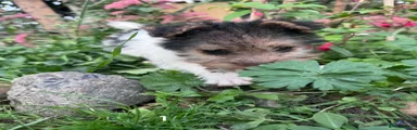 Fox Terrier 1