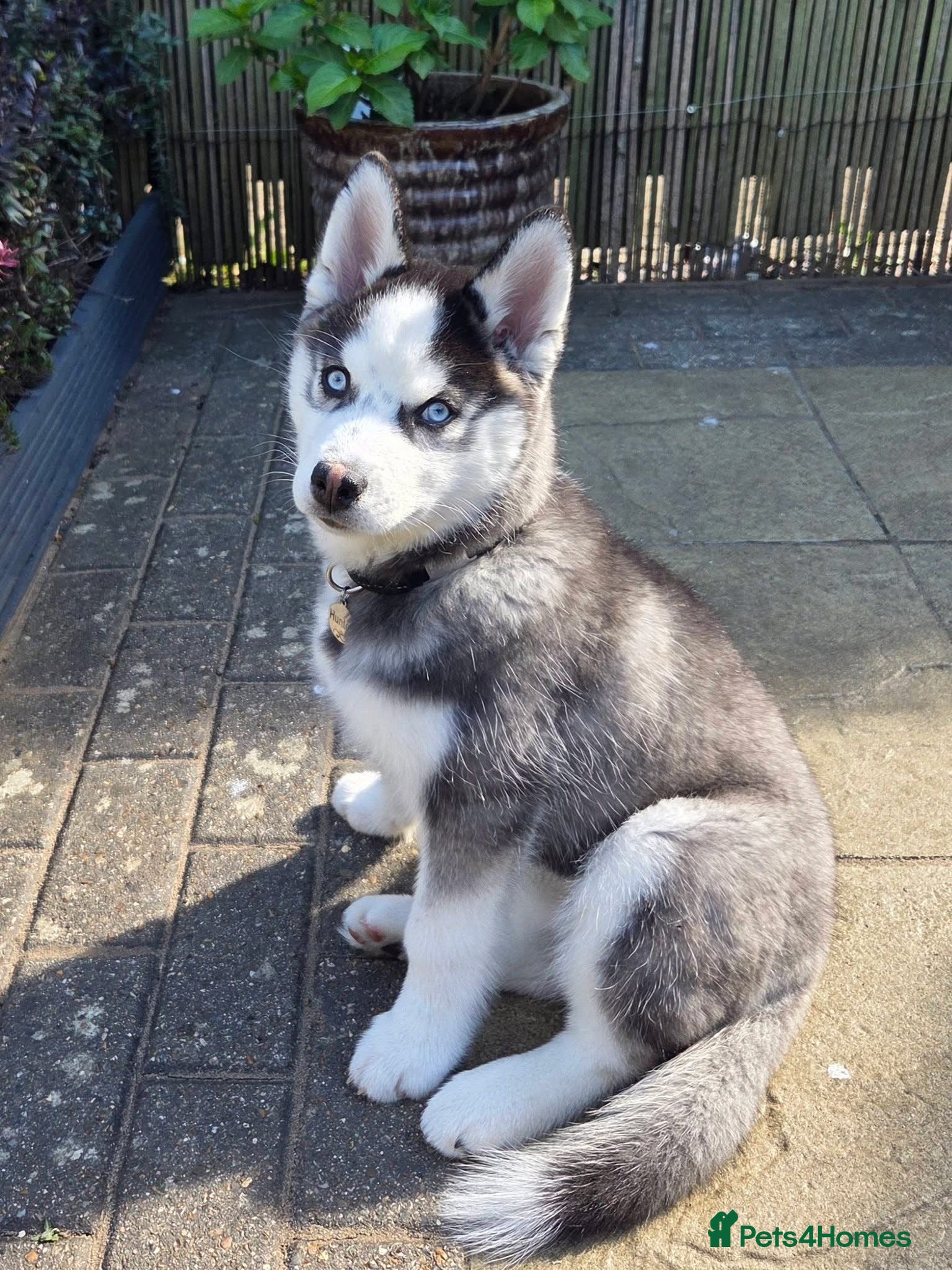 Pomsky dogs 16 weeks -F2 Pomsky puppy - Advert 5