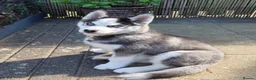 Pomsky dogs for sale: 16 weeks -F2 Pomsky puppy - Advert 1