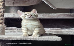 Bengal cats for sale: Gorgeous Silver and Charcoal Bengals  - Image 3