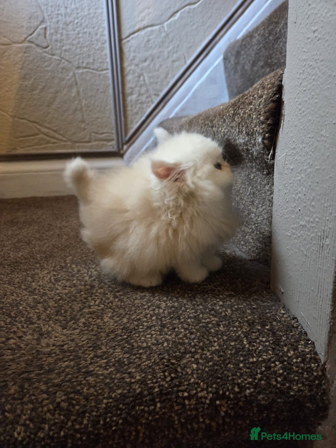 Persian cats for sale: 🌟 Trio of Precious, Purebred Persian Kittens🌟 - Image 3