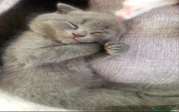 British Shorthair cats for sale: British shorthair kittens😻 - Image 5