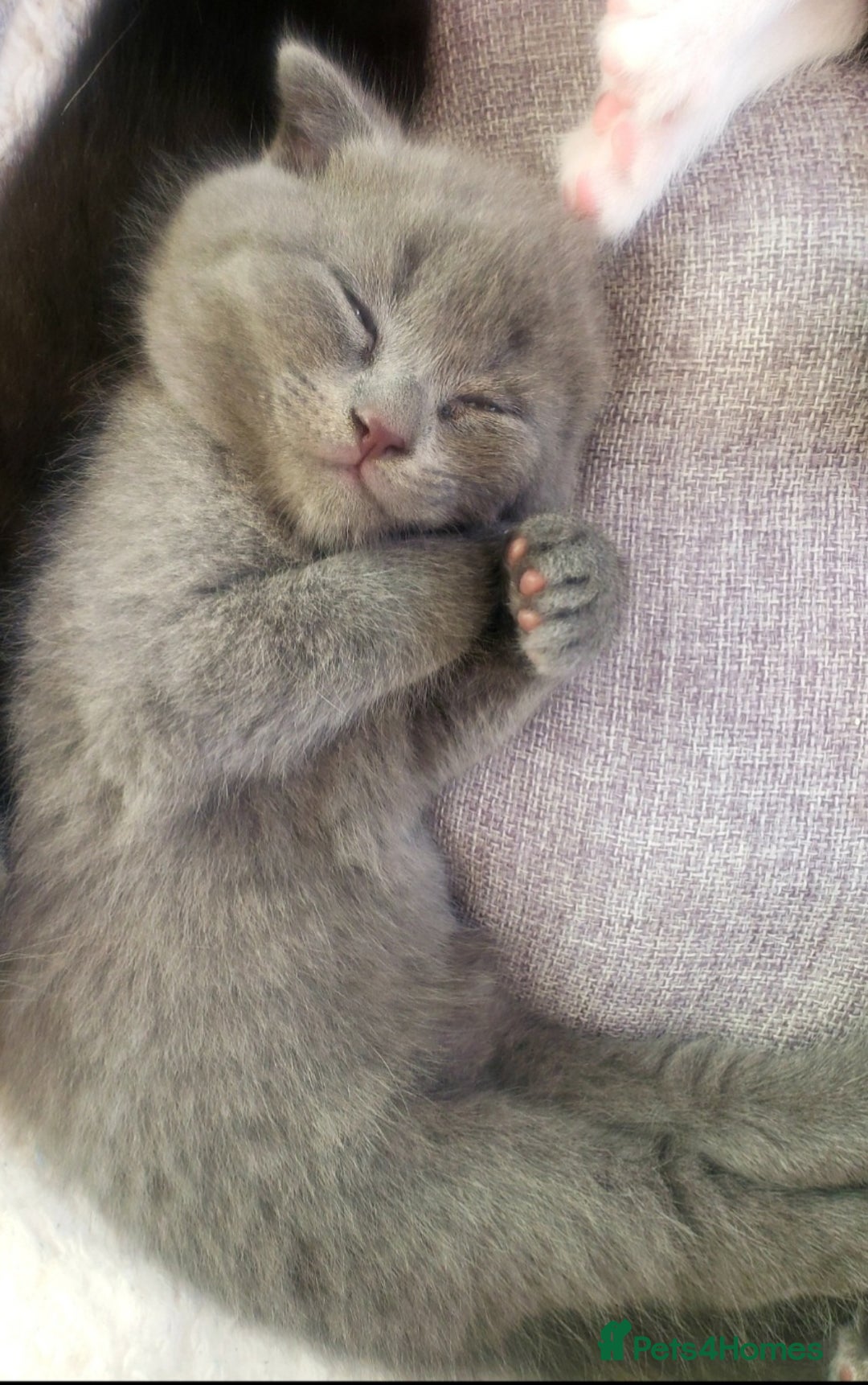 British Shorthair cats for sale: British shorthair kittens😻 - Image 5