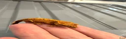 Gecko reptiles for sale: Baby crested geckos - Advert 1