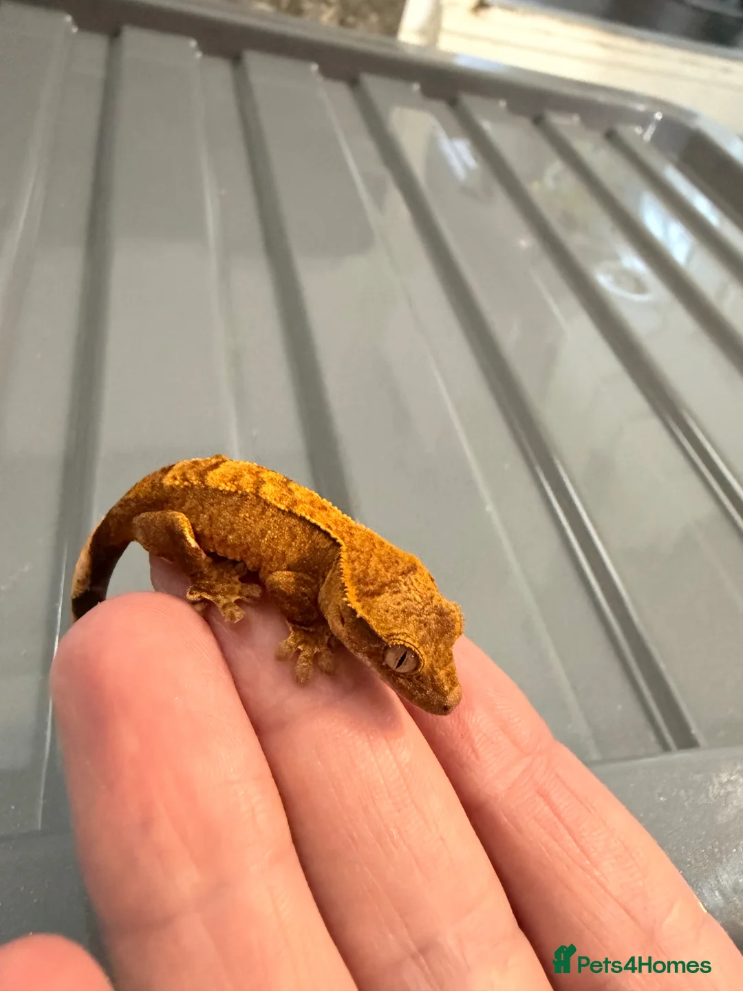 Gecko reptiles for sale: Baby crested geckos - Advert 1