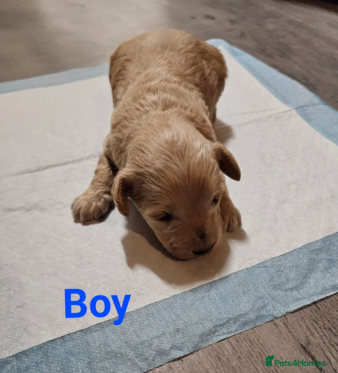 Schnoodle dogs for sale: Beautiful Schnoodle Puppies 🐶  - Advert 10