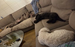 Weimaraner dogs for sale: Forever home wanted - Image 9