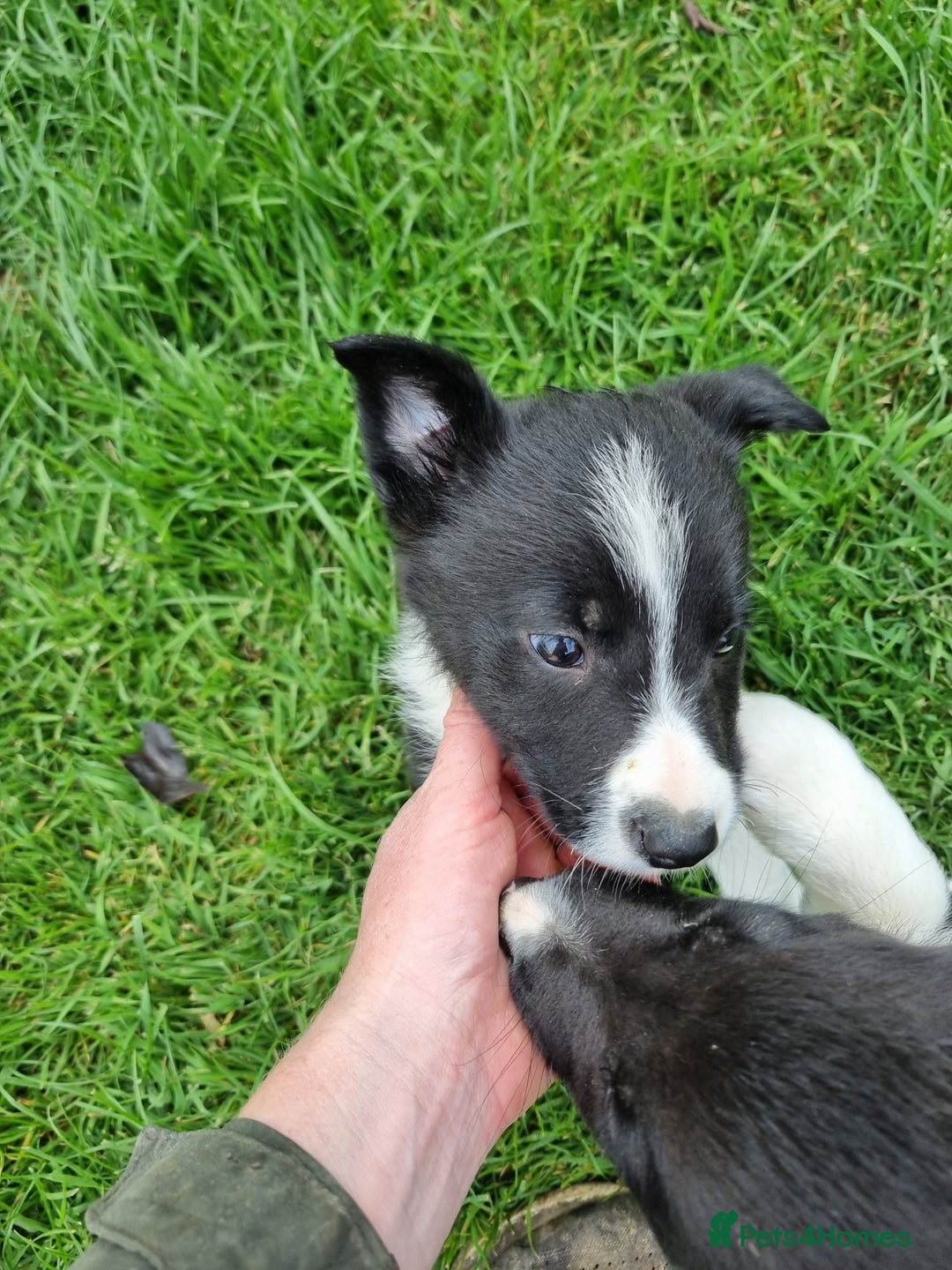 Border Collie dogs for sale: Pedigree Border Collie Puppies in Northampton - Image 2