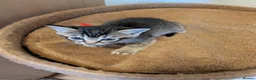 Mixed Breed cats for sale: Burmese Cross kittens - Advert 3