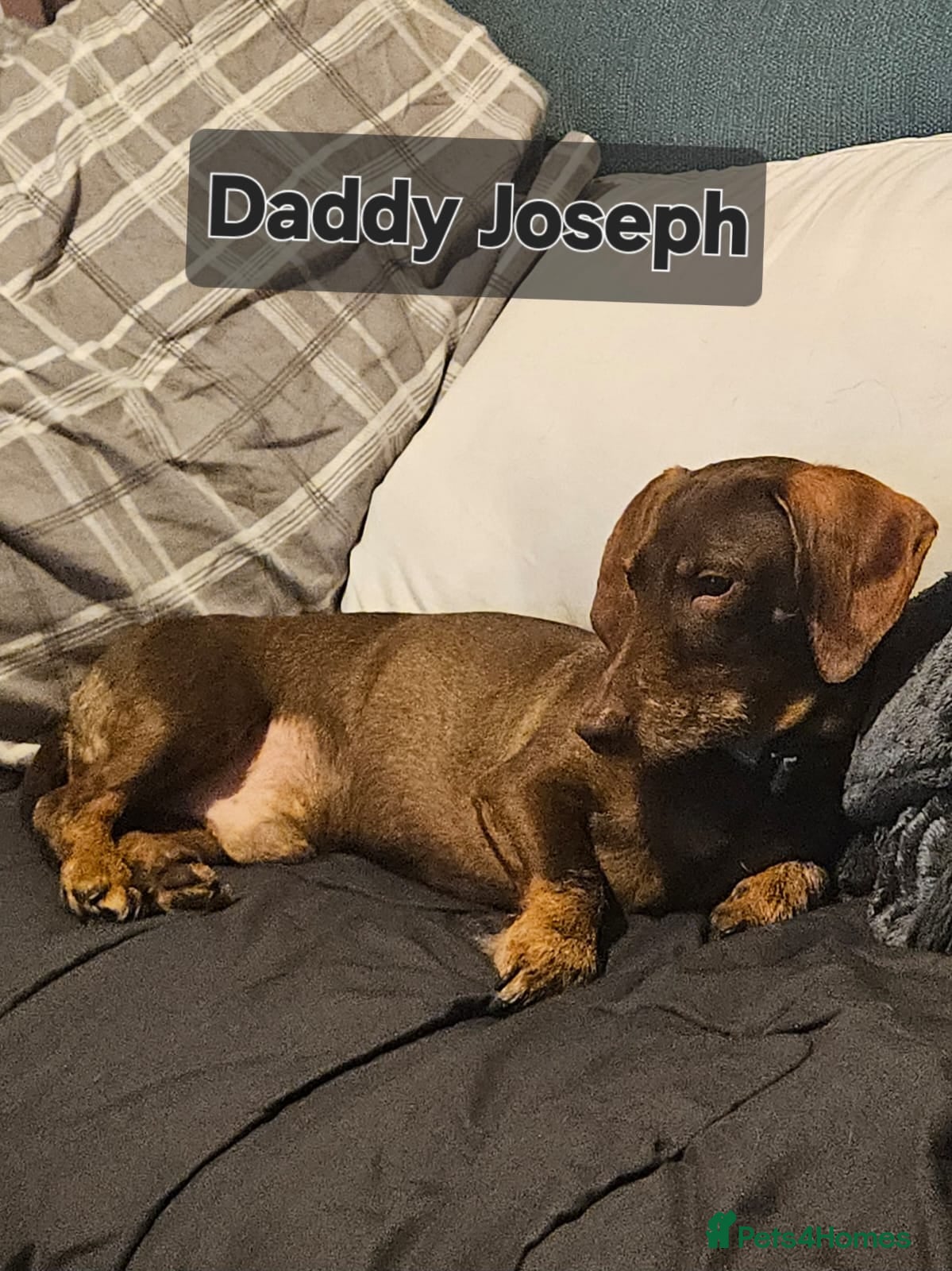 Dachshund dogs Adorable puppies4sale♥️💙 - Advert 2