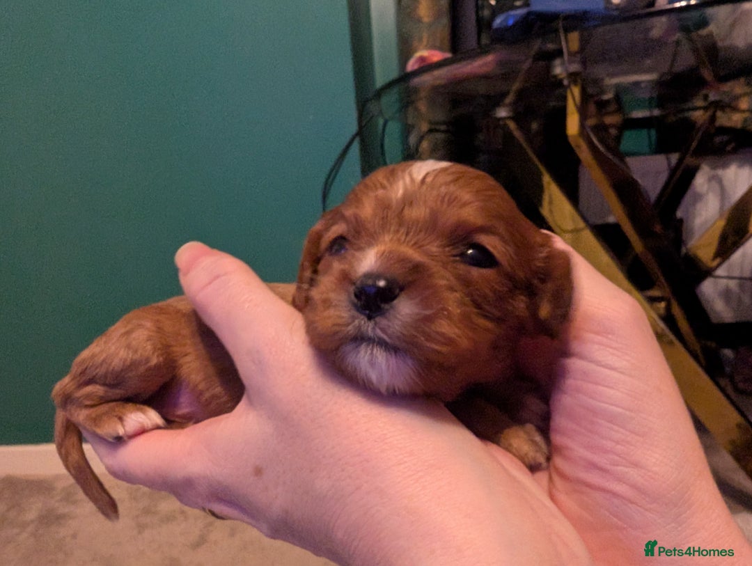 Cavalier King Charles Spaniel dogs for sale: Beautiful cavalier king Charles pups born 24/12 - Advert 21