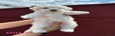 Bichon Frise 1