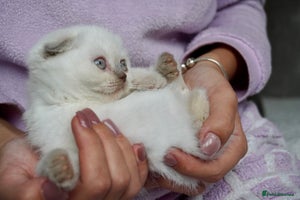 Scottish Fold cats - Advert 3